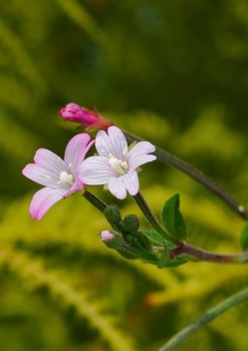 Smallflower Hairy Willowherb (Epilobium parviflorum), flower, North Rhine-Westphalia, Germany
