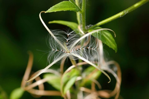 Smallflower Hairy Willowherb (Epilobium parviflorum), seeds, North Rhine-Westphalia, Germany