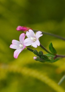Smallflower Hairy Willowherb (Epilobium parviflorum), flower, North Rhine-Westphalia, Germany