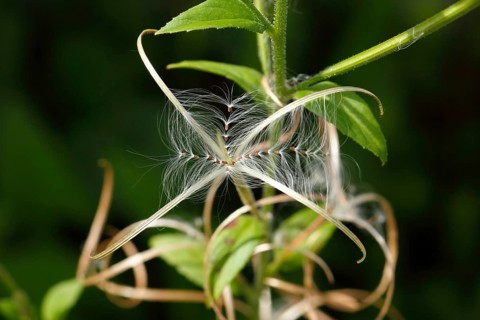 Smallflower Hairy Willowherb (Epilobium parviflorum), seeds, North Rhine-Westphalia, Germany