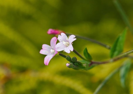 Smallflower Hairy Willowherb (Epilobium parviflorum), flower, North Rhine-Westphalia, Germany