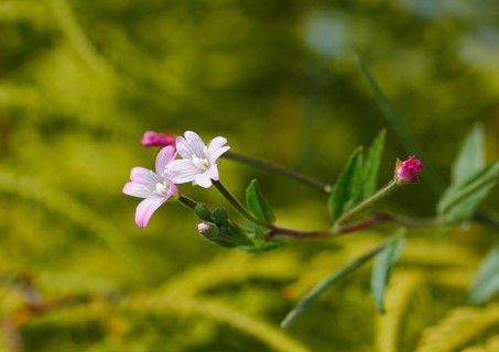 Smallflower Hairy Willowherb (Epilobium parviflorum), flower, North Rhine-Westphalia, Germany