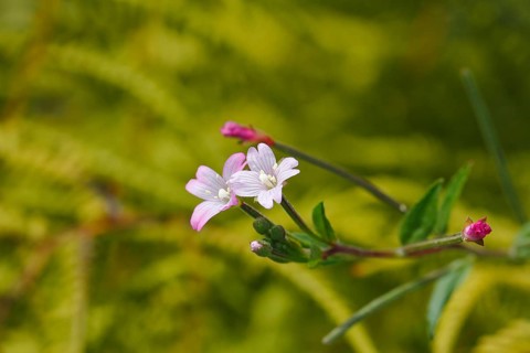 Smallflower Hairy Willowherb (Epilobium parviflorum), flower, North Rhine-Westphalia, Germany
