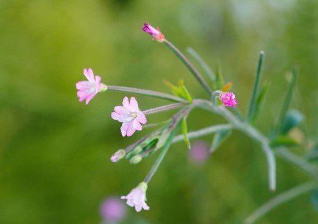 Smallflower Hairy Willowherb (Epilobium parviflorum), flower, North Rhine-Westphalia, Germany
