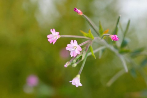Smallflower Hairy Willowherb (Epilobium parviflorum), flower, North Rhine-Westphalia, Germany