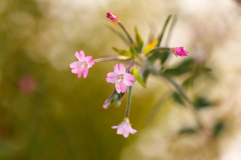 Smallflower Hairy Willowherb (Epilobium parviflorum), flower, North Rhine-Westphalia, Germany