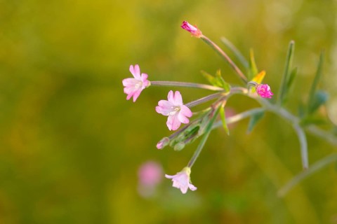 Smallflower Hairy Willowherb (Epilobium parviflorum), flower, North Rhine-Westphalia, Germany