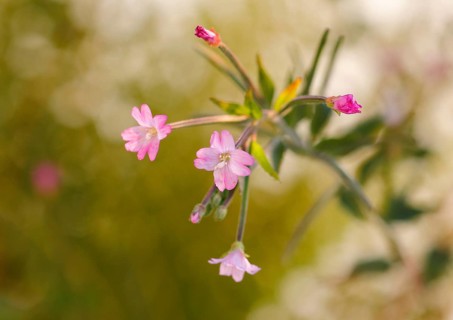 Smallflower Hairy Willowherb (Epilobium parviflorum), flower, North Rhine-Westphalia, Germany