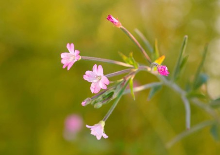 Smallflower Hairy Willowherb (Epilobium parviflorum), flower, North Rhine-Westphalia, Germany