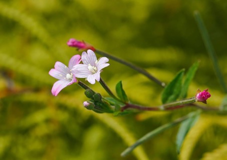 Smallflower Hairy Willowherb (Epilobium parviflorum), flower, North Rhine-Westphalia, Germany