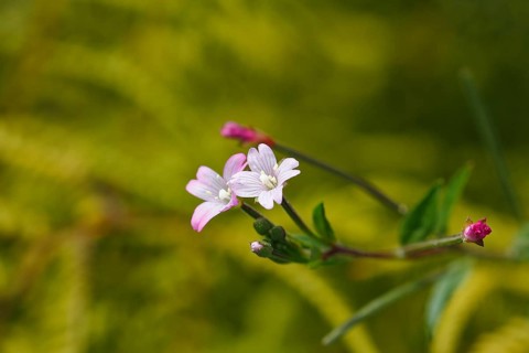Smallflower Hairy Willowherb (Epilobium parviflorum), flower, North Rhine-Westphalia, Germany