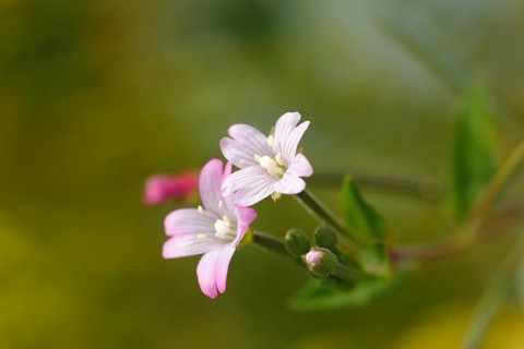 Smallflower Hairy Willowherb (Epilobium parviflorum), flower, North Rhine-Westphalia, Germany