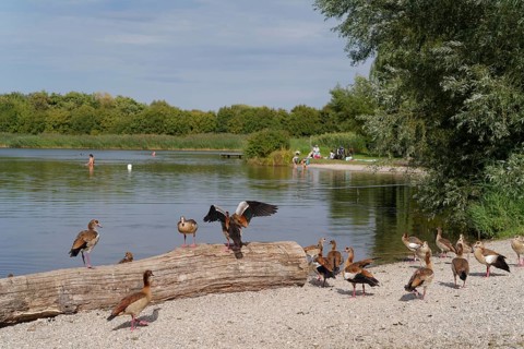 Nile goose (Alopochen aegyptiaca) at Starkholzbacher See, Starki, Nile geese, goose, invasive,