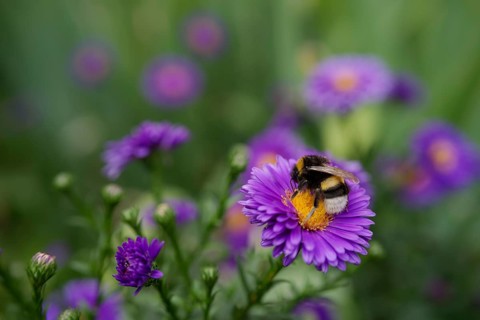 Bumblebee on autumn aster, insect-friendly, bee-friendly, bee pasture, insect pasture, garden