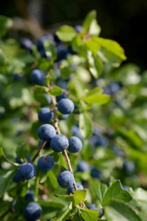 Blackthorn with fruit (Prunus spinosa), sloe, summer, harvest, fruit, jelly, Starkholzbach,