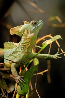 Frontal lobe basilisk (Basiliscus plumifrons), adult, on tree, foraging, vigilant, Central America,