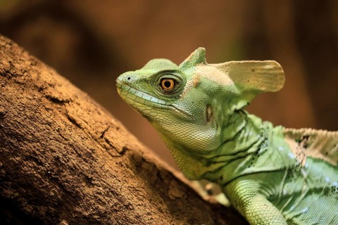 Frontal lobe basilisk (Basiliscus plumifrons), adult, on tree, foraging, alert, portrait, Central