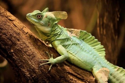 Frontal lobe basilisk (Basiliscus plumifrons), adult, on tree, foraging, vigilant, Central America,