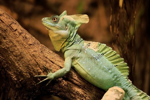 Frontal lobe basilisk (Basiliscus plumifrons), adult, on tree, foraging, alert, portrait, Central