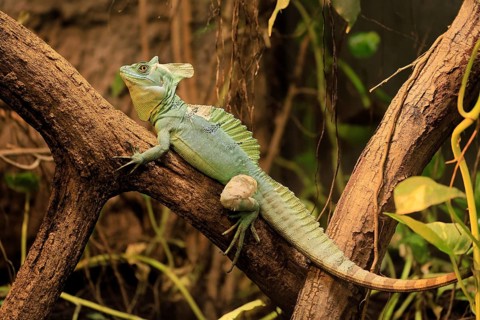 Frontal lobe basilisk (Basiliscus plumifrons), adult, on tree, foraging, vigilant, Central America,