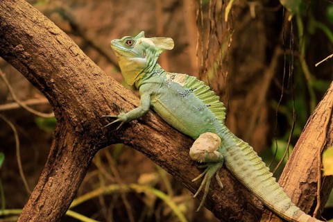 Frontal lobe basilisk (Basiliscus plumifrons), adult, on tree, foraging, vigilant, Central America,