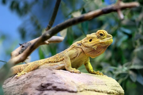 Central bearded dragon (Pogona vitticeps), coloured bearded dragon, adult, rock, alert, Australia,