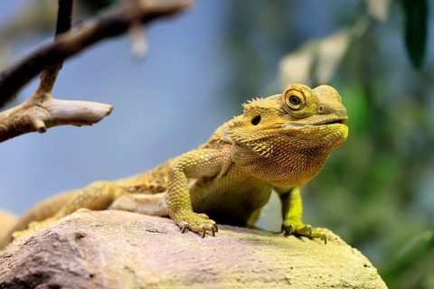 Central bearded dragon (Pogona vitticeps), coloured bearded dragon, adult, rock, alert, portrait,