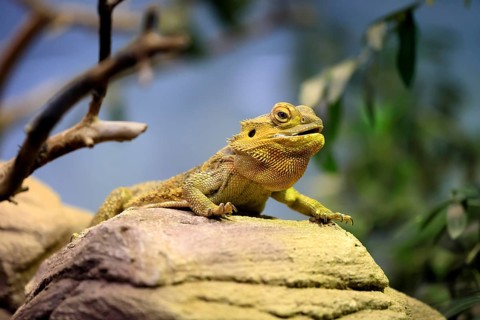 Central bearded dragon (Pogona vitticeps), coloured bearded dragon, adult, rock, alert, portrait,