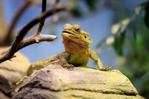 Central bearded dragon (Pogona vitticeps), coloured bearded dragon, adult, rock, alert, portrait,
