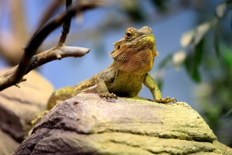 Central bearded dragon (Pogona vitticeps), coloured bearded dragon, adult, rock, alert, portrait,