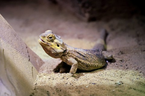 Central bearded dragon (Pogona vitticeps), coloured bearded dragon, adult, rock, alert, Australia,