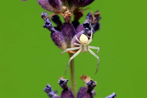 Goldenrod crab spider (Misumena vatia), adult, female, on flower, foraging, Germany