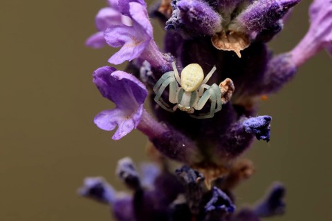 Goldenrod crab spider (Misumena vatia), adult, female, on flower, foraging, Germany