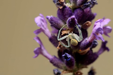 Goldenrod crab spider (Misumena vatia), adult, female, on flower, foraging, Germany