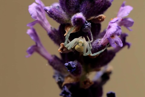 Goldenrod crab spider (Misumena vatia), adult, female, on flower, foraging, Germany