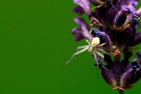 Goldenrod crab spider (Misumena vatia), adult, female, on flower, foraging, Germany