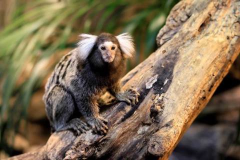White-tufted marmoset (Callithrix jacchus), adult, on tree, vigilant, captive, Brazil, South