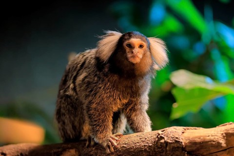 White-tufted marmoset (Callithrix jacchus), adult, on tree, vigilant, captive, Brazil, South