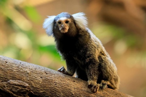 White-tufted marmoset (Callithrix jacchus), adult, on tree, vigilant, captive, Brazil, South
