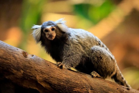 White-tufted marmoset (Callithrix jacchus), adult, on tree, vigilant, captive, Brazil, South