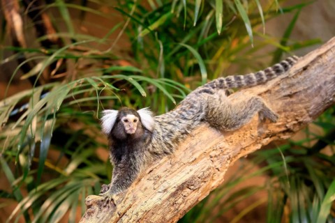 White-tufted marmoset (Callithrix jacchus), adult, on tree, vigilant, captive, Brazil, South