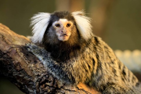White-tufted marmoset (Callithrix jacchus), adult, on tree, alert, portrait, captive, Brazil, South