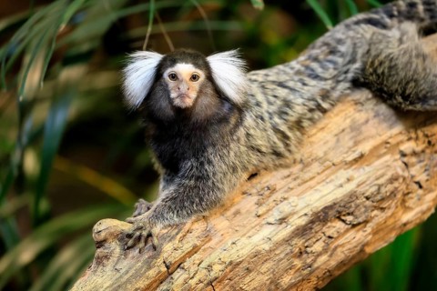 White-tufted marmoset (Callithrix jacchus), adult, on tree, vigilant, captive, Brazil, South