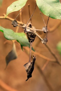Wandering Violin Mantis (Gongylus gongylodes), adult, hanging, on leaf, camouflage, mantis,