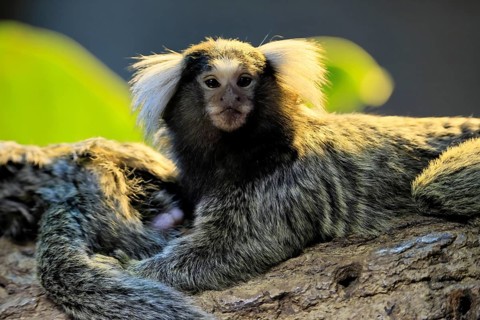 White-tufted marmoset (Callithrix jacchus), adult, on tree, portrait, alert, captive, Brazil, South