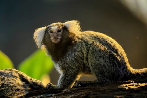 White-tufted marmoset (Callithrix jacchus), adult, on tree, vigilant, captive, Brazil, South