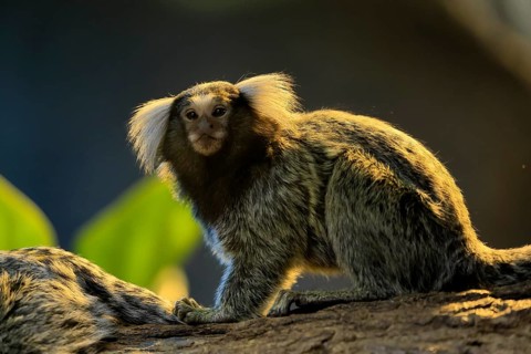 White-tufted marmoset (Callithrix jacchus), adult, on tree, vigilant, captive, Brazil, South