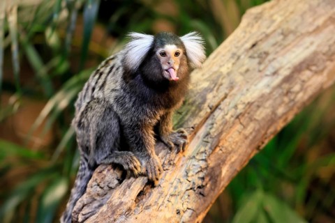 White-tufted marmoset (Callithrix jacchus), adult, on tree, showing tongue, captive, Brazil, South