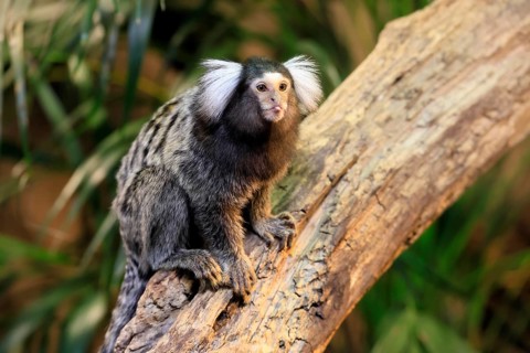 White-tufted marmoset (Callithrix jacchus), adult, on tree, vigilant, captive, Brazil, South