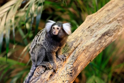 White-tufted marmoset (Callithrix jacchus), adult, on tree, vigilant, captive, Brazil, South